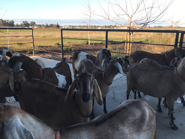 goats_on_the_farm_1_20210319_1412606711