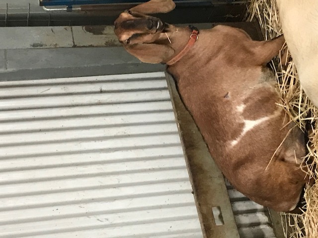 goats_on_the_farm_2_20210319_1261528322