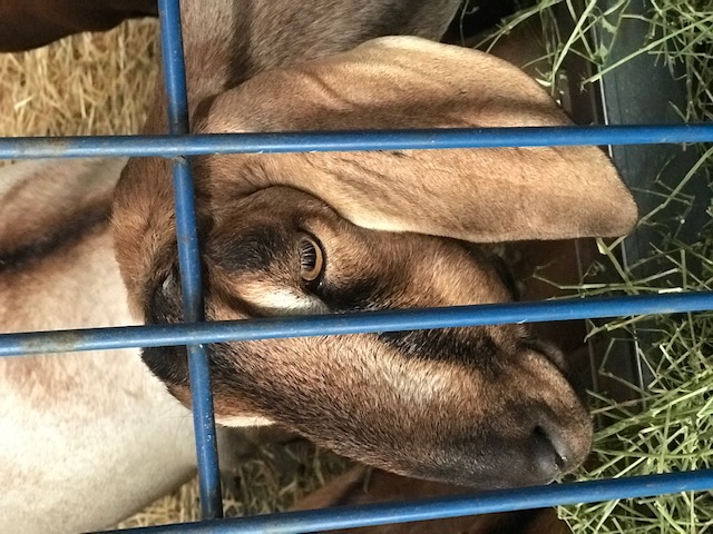 goats_on_the_farm_3_20210319_1739407216