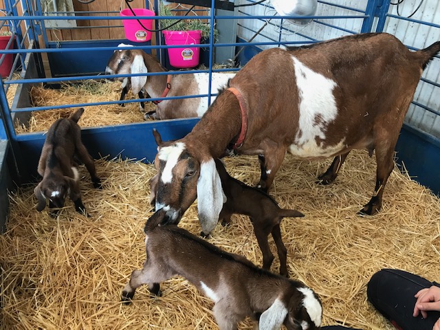 goats_on_the_farm_4_20210319_1345310873