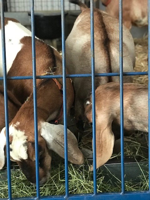 goats_on_the_farm_4_20210319_2004770412