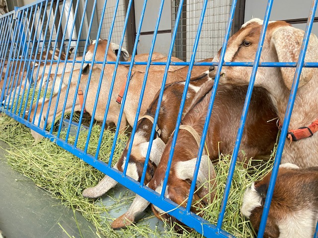 goats_on_the_farm_5_20210319_1343031646