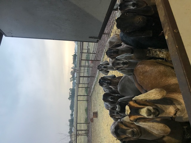 goats_on_the_farm_6_20210319_1452587916
