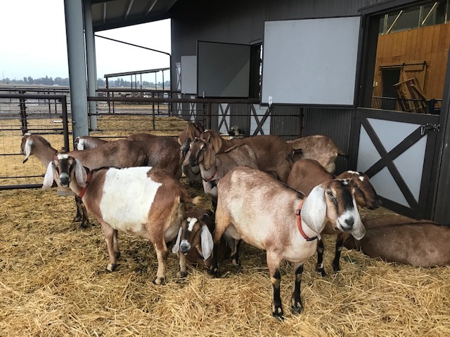 goats_on_the_farm_7_20210319_1965192618