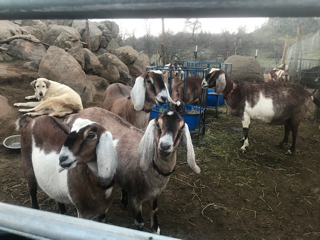 goats_on_the_farm_9_20210319_1307736993